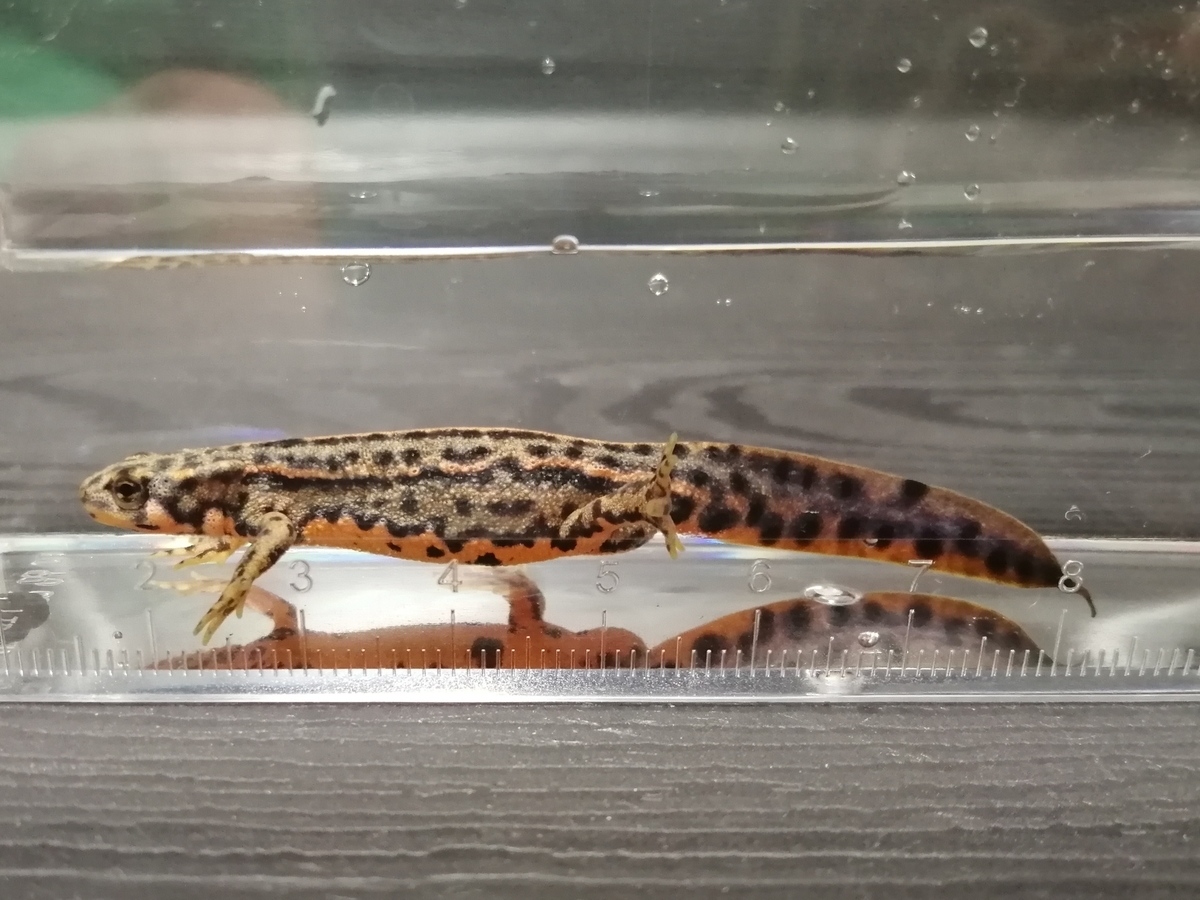 f:id:machidacustom2015:20211211082805j:plain