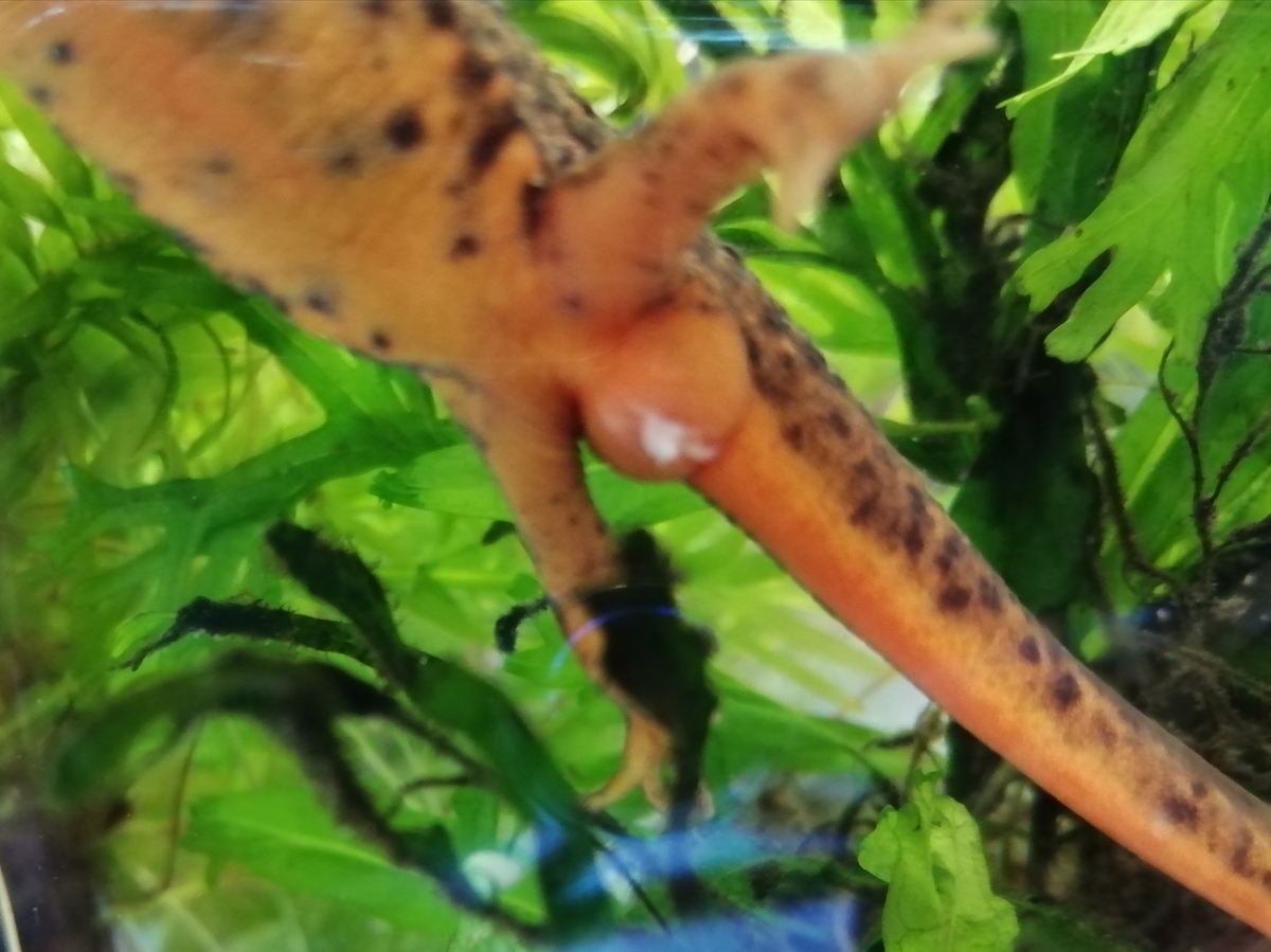 アマミシリケンイモリ卵10個