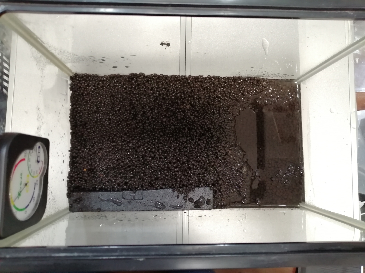 クランウェルツノガエル 水槽をレイアウトしました ケロリウム ちまめの飼育部屋