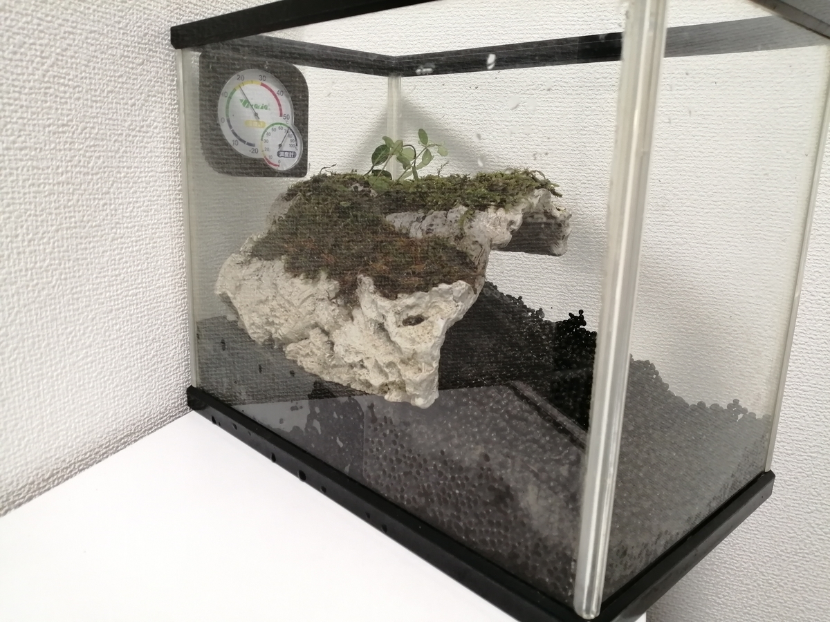 クランウェルツノガエル 水槽をレイアウトしました ケロリウム ちまめの飼育部屋 クランウェルツノガエル 水槽をレイアウトしました ケロリウム ちまめの飼育部屋