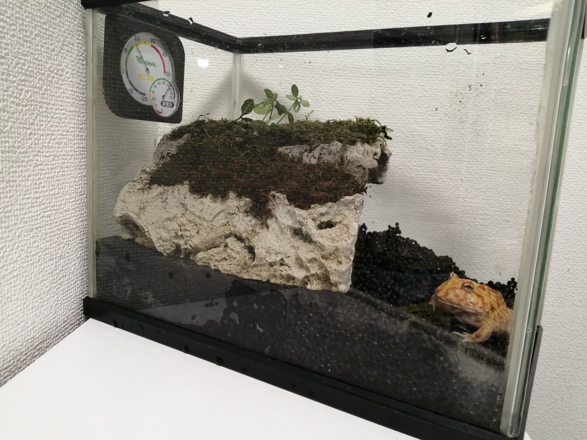 クランウェルツノガエル 水槽をレイアウトしました ケロリウム ちまめの飼育部屋