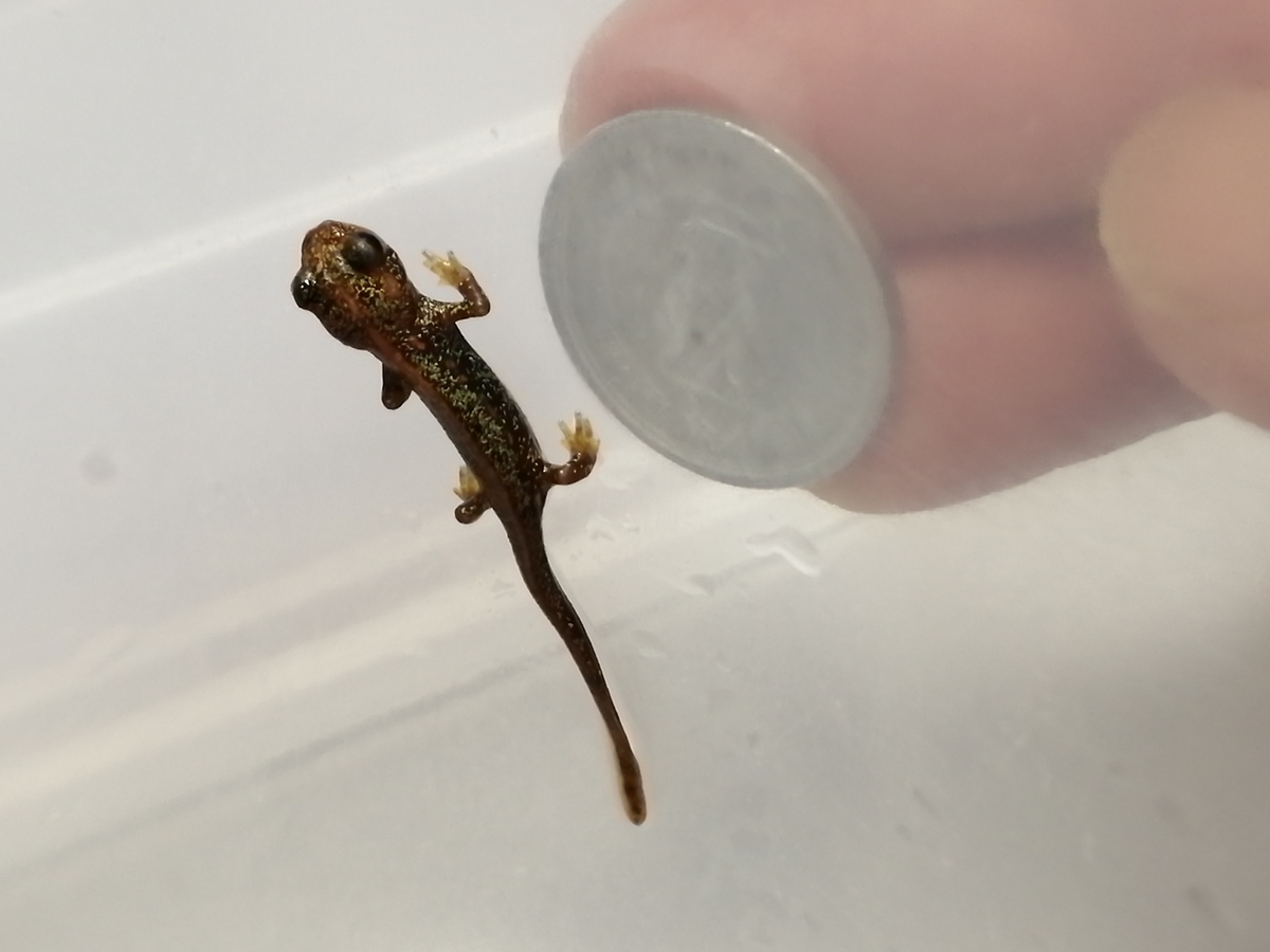 f:id:machidacustom2015:20220227134314j:plain