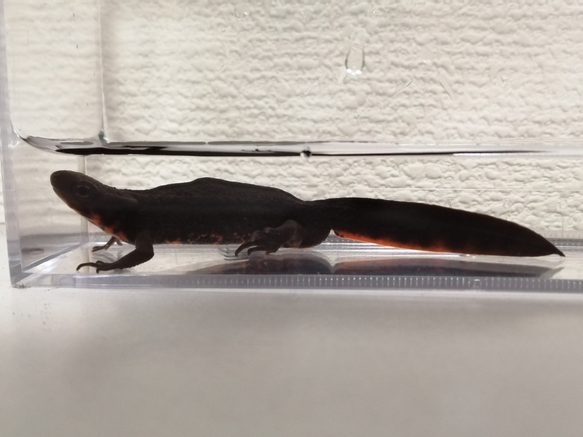 f:id:machidacustom2015:20220227134912j:plain