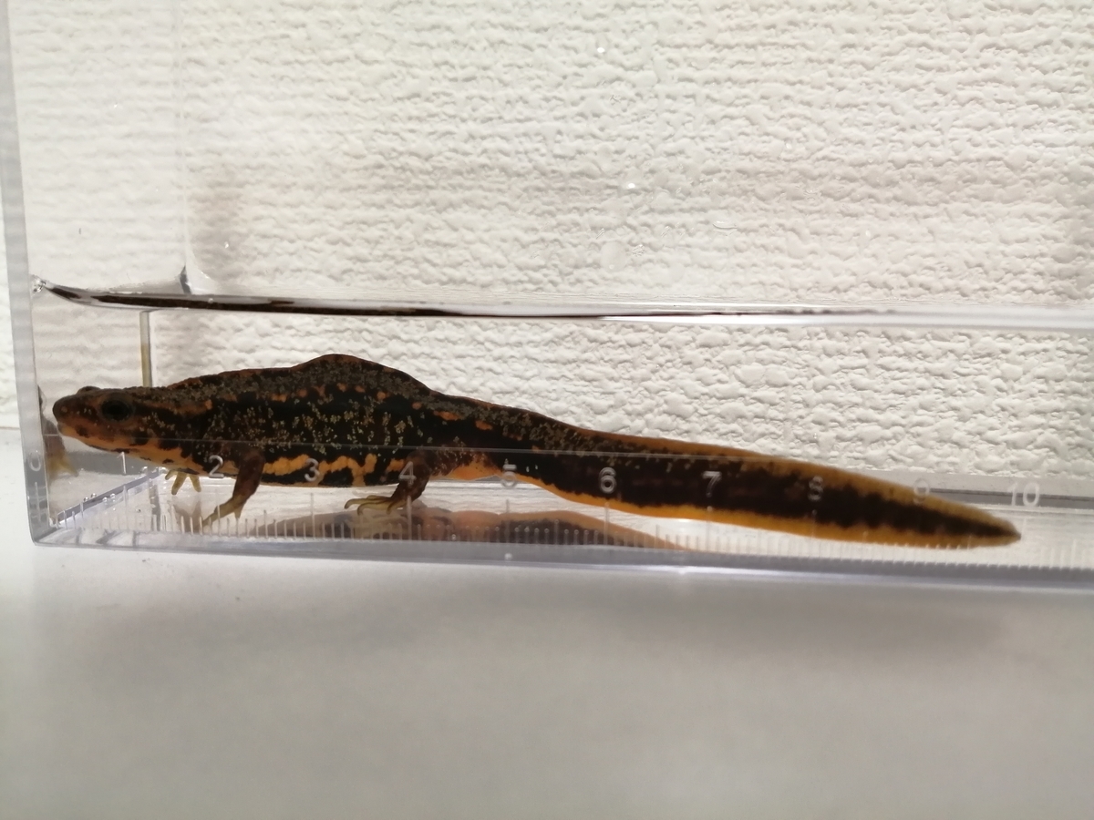 f:id:machidacustom2015:20220227140445j:plain