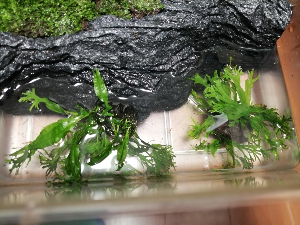 特大プラケでイモリウム - ちまめの飼育部屋