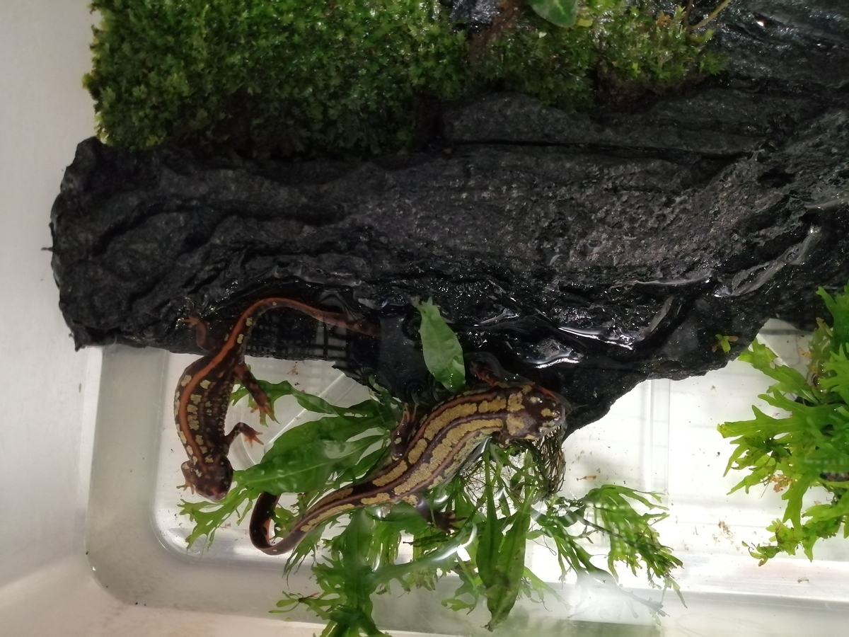 特大プラケでイモリウム - ちまめの飼育部屋