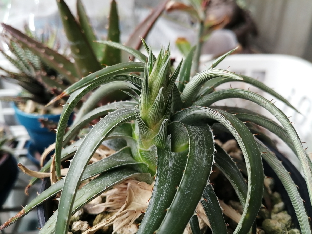 花が咲きました Dyckia Rarifloraディッキア 姫剣山 ちまめの飼育部屋