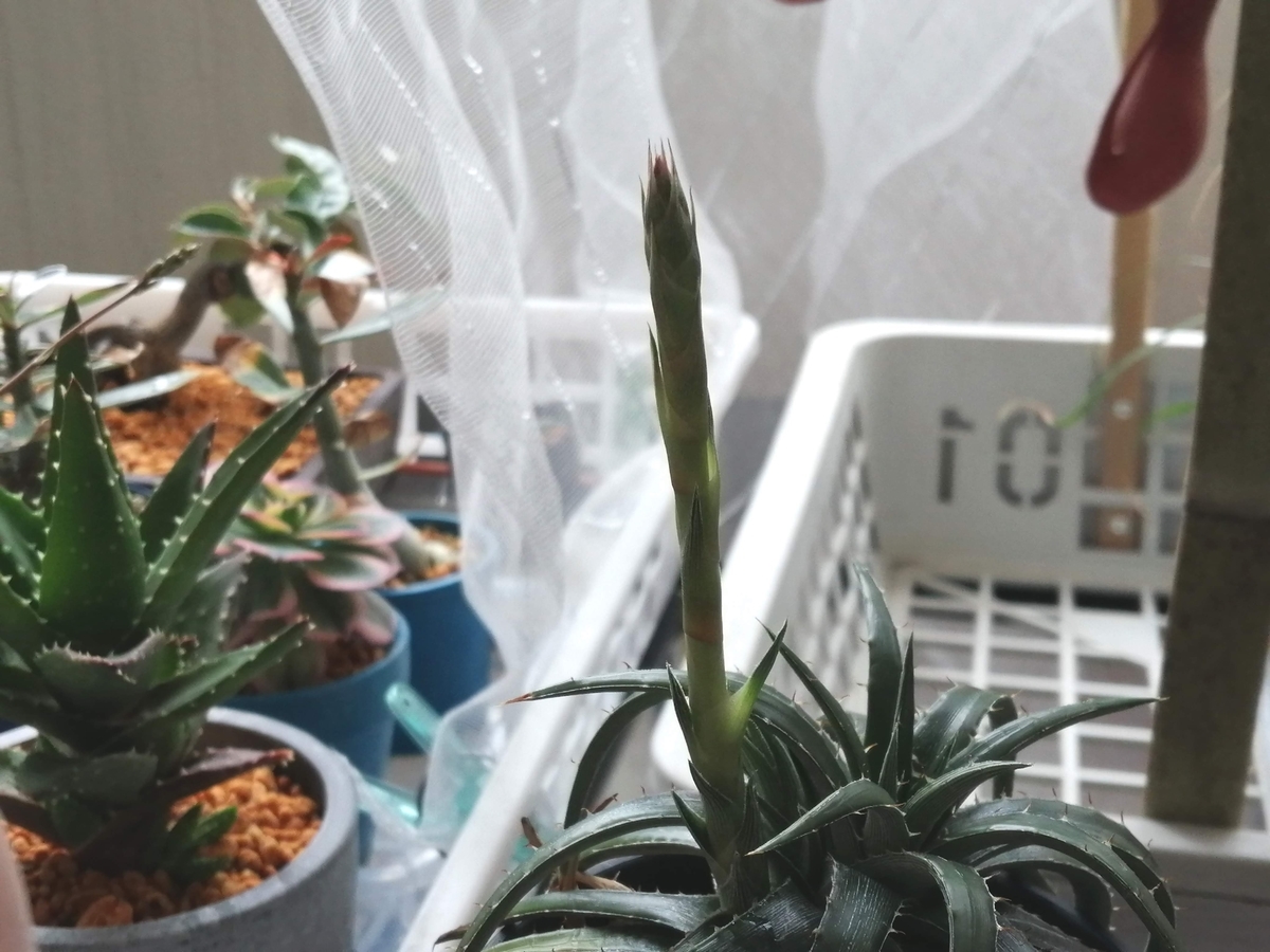 花が咲きました Dyckia Rarifloraディッキア 姫剣山 ちまめの飼育部屋
