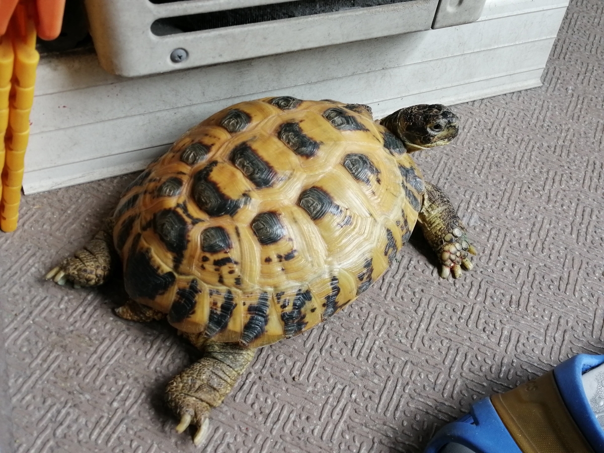 ホルスさんのベランダ飼育環境 ちまめの飼育部屋