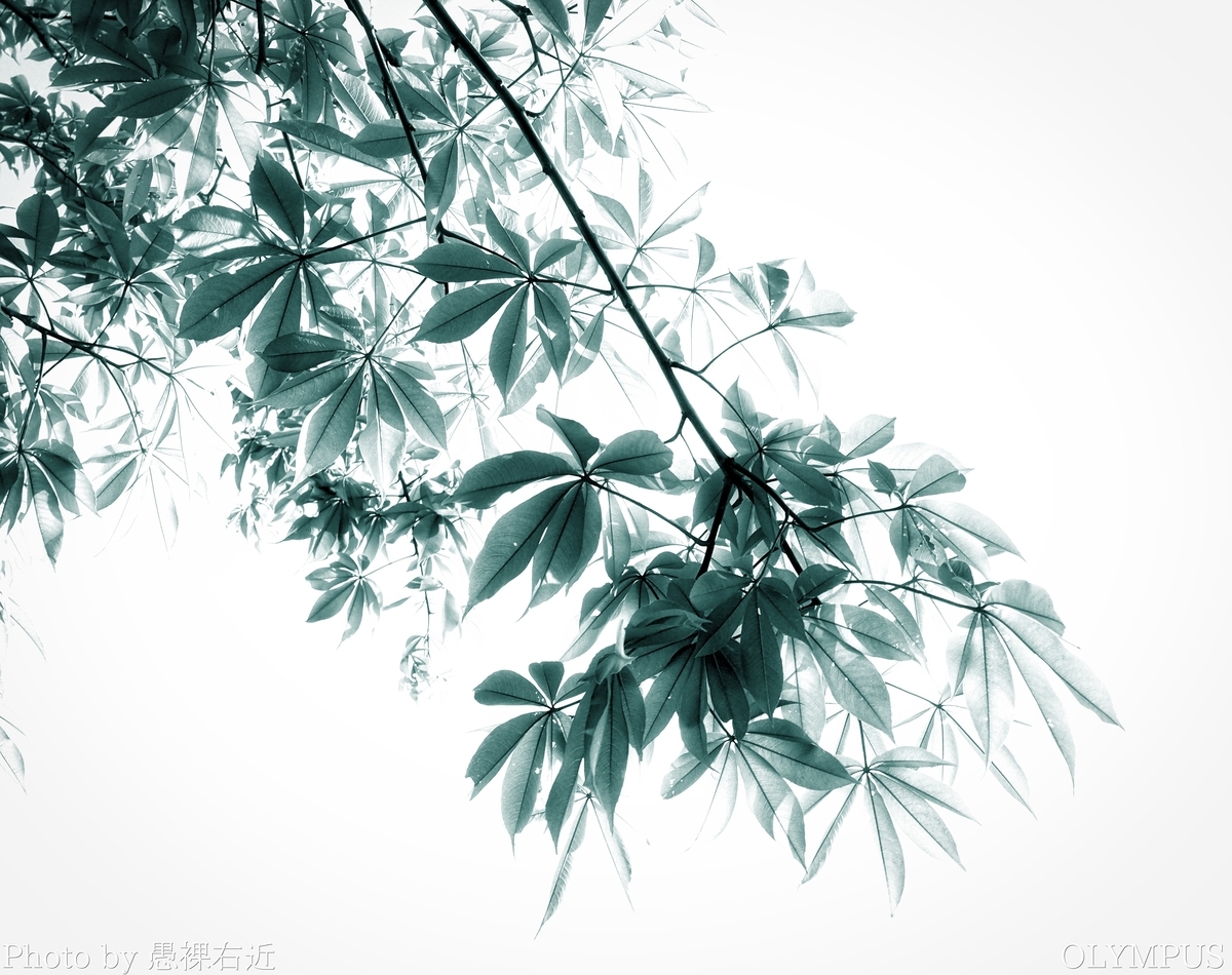 f:id:machidoc:20210103162610j:plain
