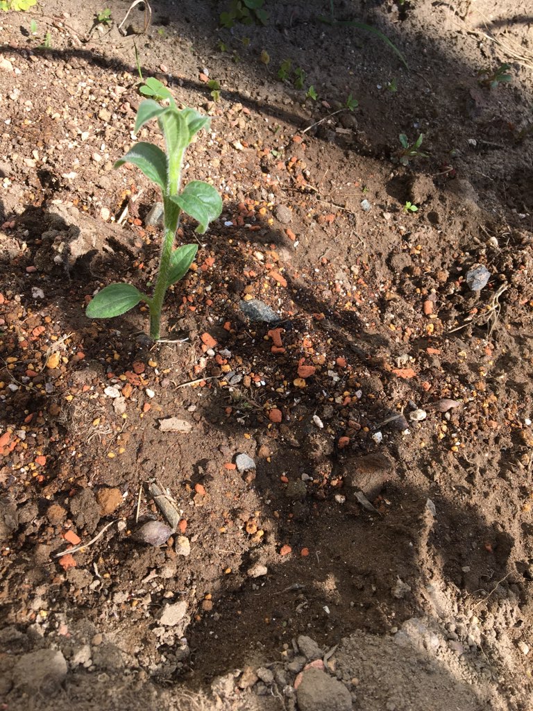 f:id:machiko-e-stainedglass:20200413071952j:plain