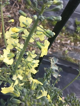 f:id:machiko-e-stainedglass:20200413072105j:plain