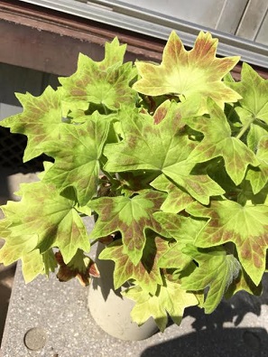 f:id:machiko-e-stainedglass:20200429073012j:plain f:id:machiko-e-stainedglass:20200429073012j:plain