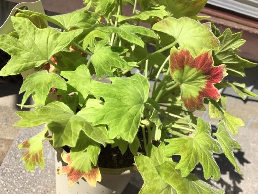 f:id:machiko-e-stainedglass:20200429073023j:plain f:id:machiko-e-stainedglass:20200429073023j:plain