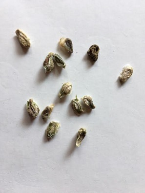 f:id:machiko-e-stainedglass:20200429073032j:plain f:id:machiko-e-stainedglass:20200429073032j:plain