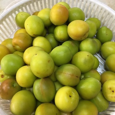 f:id:machiko-e-stainedglass:20200603072507j:plain f:id:machiko-e-stainedglass:20200603072507j:plain