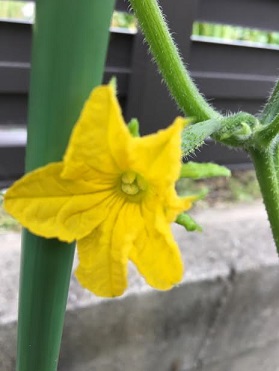 f:id:machiko-e-stainedglass:20200604072005j:plain