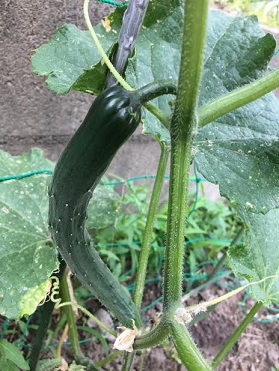 f:id:machiko-e-stainedglass:20200604072047j:plain