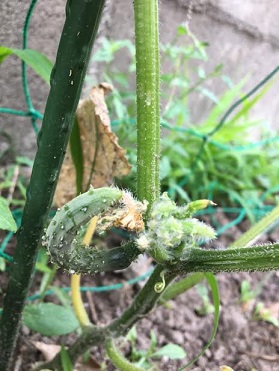 f:id:machiko-e-stainedglass:20200604072113j:plain