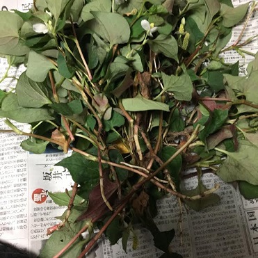 f:id:machiko-e-stainedglass:20200605072533j:plain