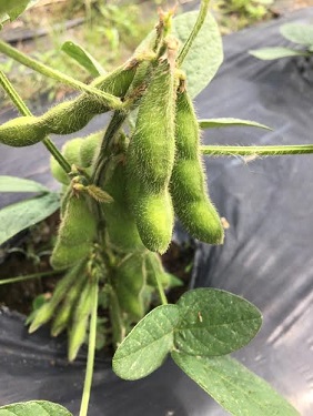 f:id:machiko-e-stainedglass:20200613071953j:plain