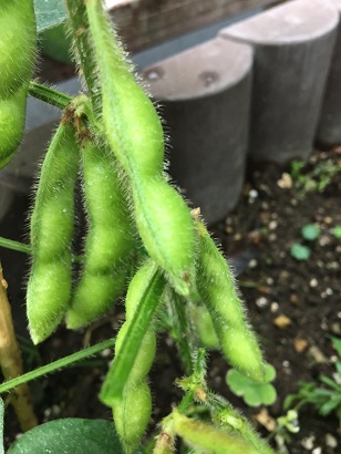 f:id:machiko-e-stainedglass:20200613072013j:plain