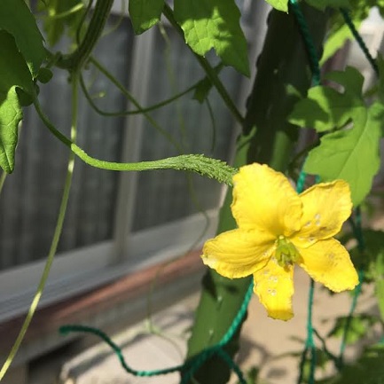 f:id:machiko-e-stainedglass:20200621071252j:plain