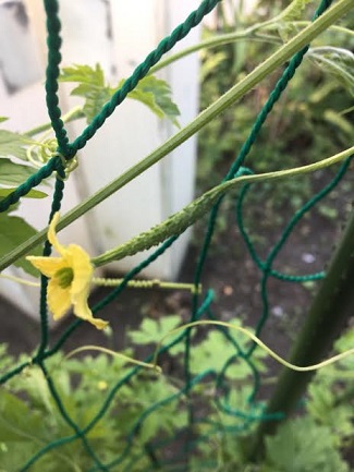 f:id:machiko-e-stainedglass:20200621071323j:plain