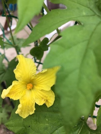 f:id:machiko-e-stainedglass:20200621071339j:plain