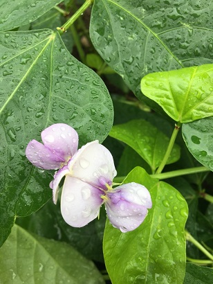 f:id:machiko-e-stainedglass:20200629072257j:plain f:id:machiko-e-stainedglass:20200629072257j:plain