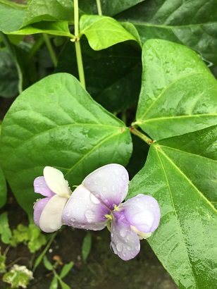 f:id:machiko-e-stainedglass:20200629072313j:plain f:id:machiko-e-stainedglass:20200629072313j:plain