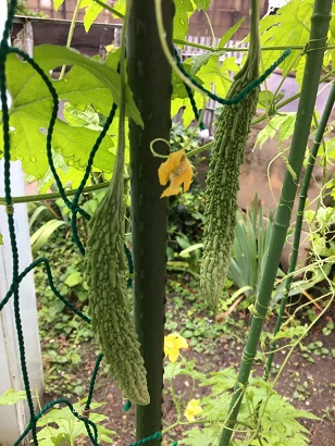 f:id:machiko-e-stainedglass:20200629072346j:plain f:id:machiko-e-stainedglass:20200629072346j:plain