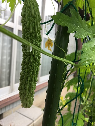 f:id:machiko-e-stainedglass:20200629072401j:plain f:id:machiko-e-stainedglass:20200629072401j:plain