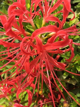 f:id:machiko-e-stainedglass:20201002072328j:plain