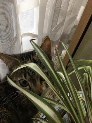 f:id:machiko-e-stainedglass:20201202073007j:plain