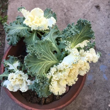 f:id:machiko-e-stainedglass:20201206072803j:plain