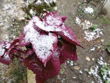 f:id:machiko-e-stainedglass:20201216081331j:plain