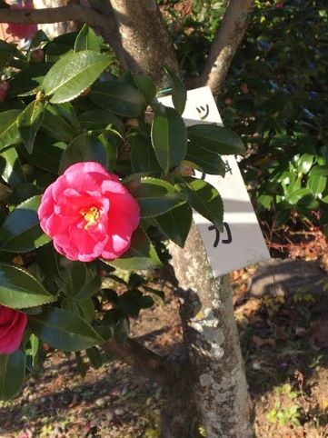 f:id:machiko-e-stainedglass:20211130072721j:plain