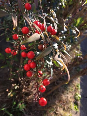 f:id:machiko-e-stainedglass:20211130072751j:plain