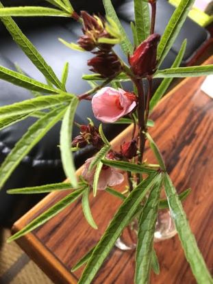 ハイビスカスの仲間 Machiko E Stainedglassのブログ ハイビスカスの仲間 Machiko E Stainedglassのブログ