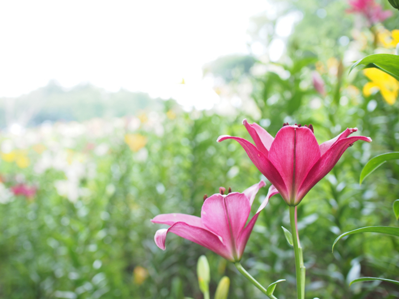 f:id:machikomind:20150620095933j:plain f:id:machikomind:20150620095933j:plain
