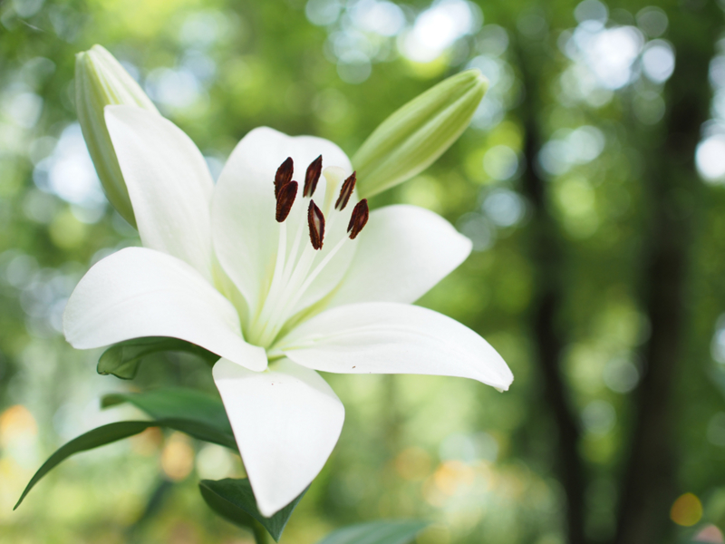 f:id:machikomind:20150620100450j:plain f:id:machikomind:20150620100450j:plain