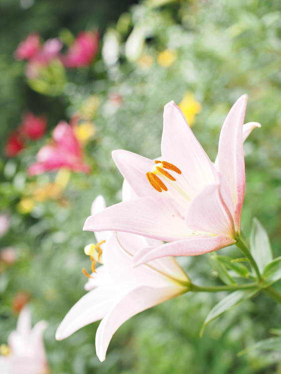 f:id:machikomind:20150620100621j:plain f:id:machikomind:20150620100621j:plain