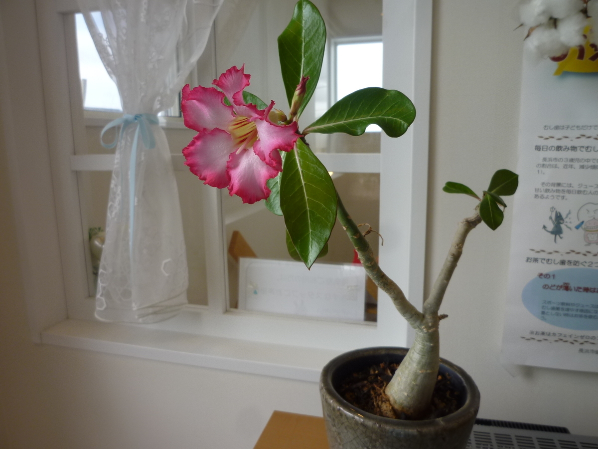 f:id:machinohokensitsu:20190712151330j:plain f:id:machinohokensitsu:20190712151330j:plain