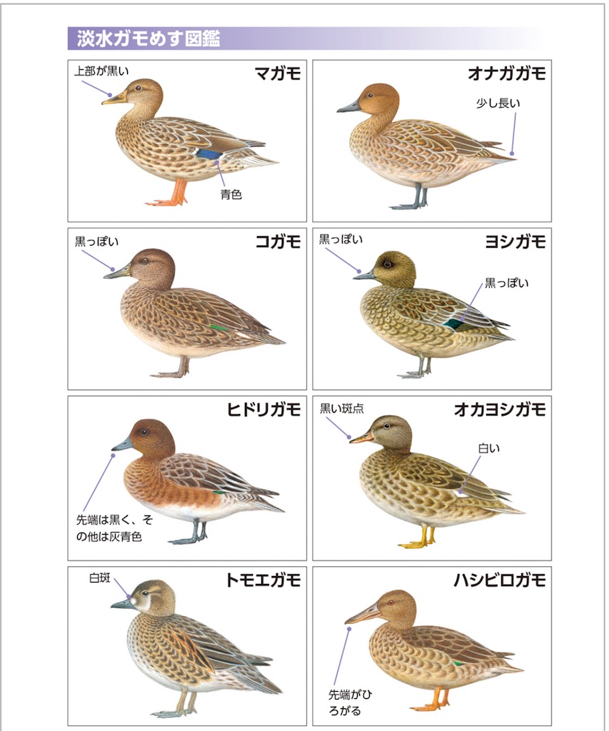 鴨の剥製 雄雌ツガイ （国立科学博物館の鳥展を満喫！驚きの体験
