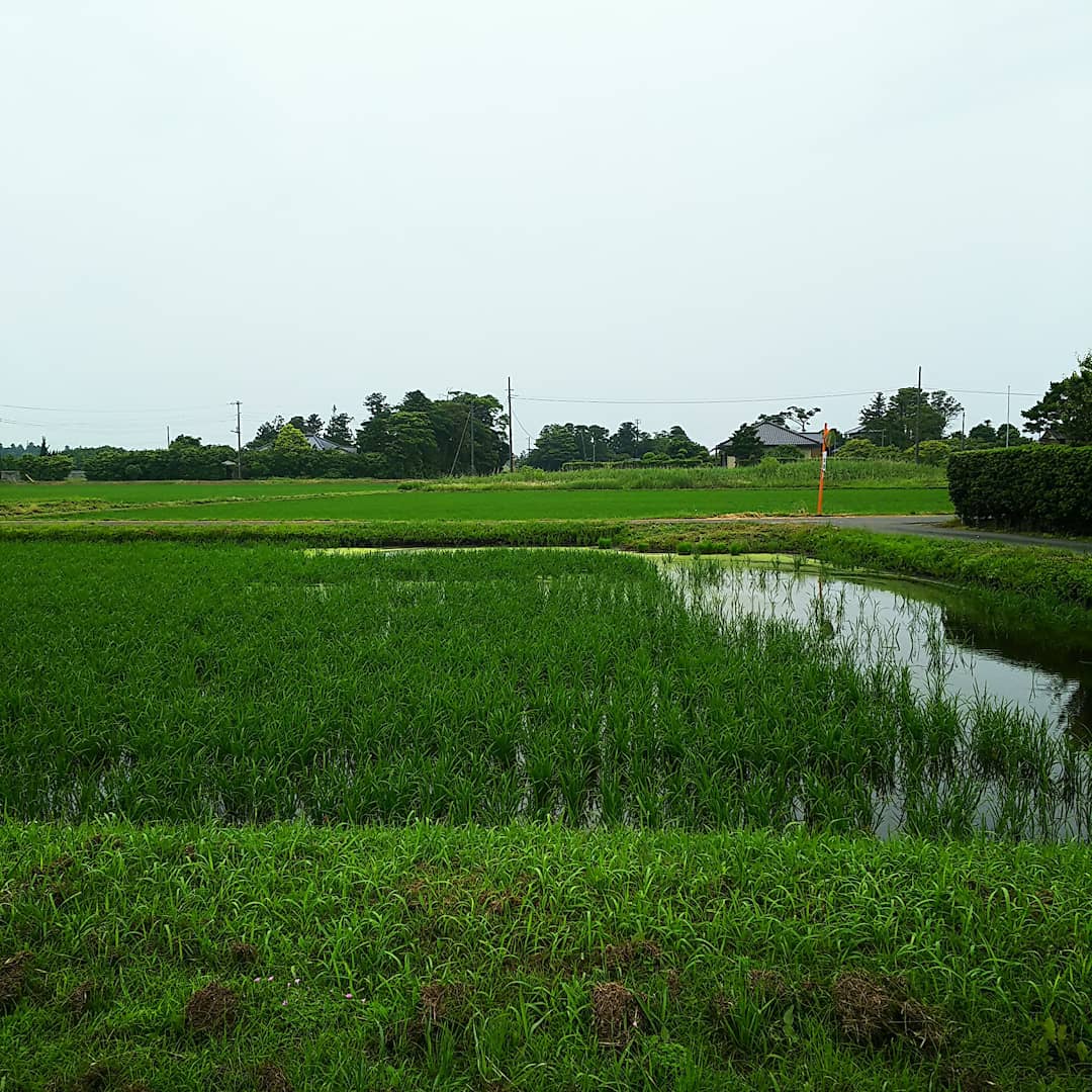 f:id:machiruda777:20210119133715j:plain