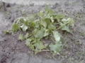 f:id:machiyu_ki:20110522120540j:image:medium