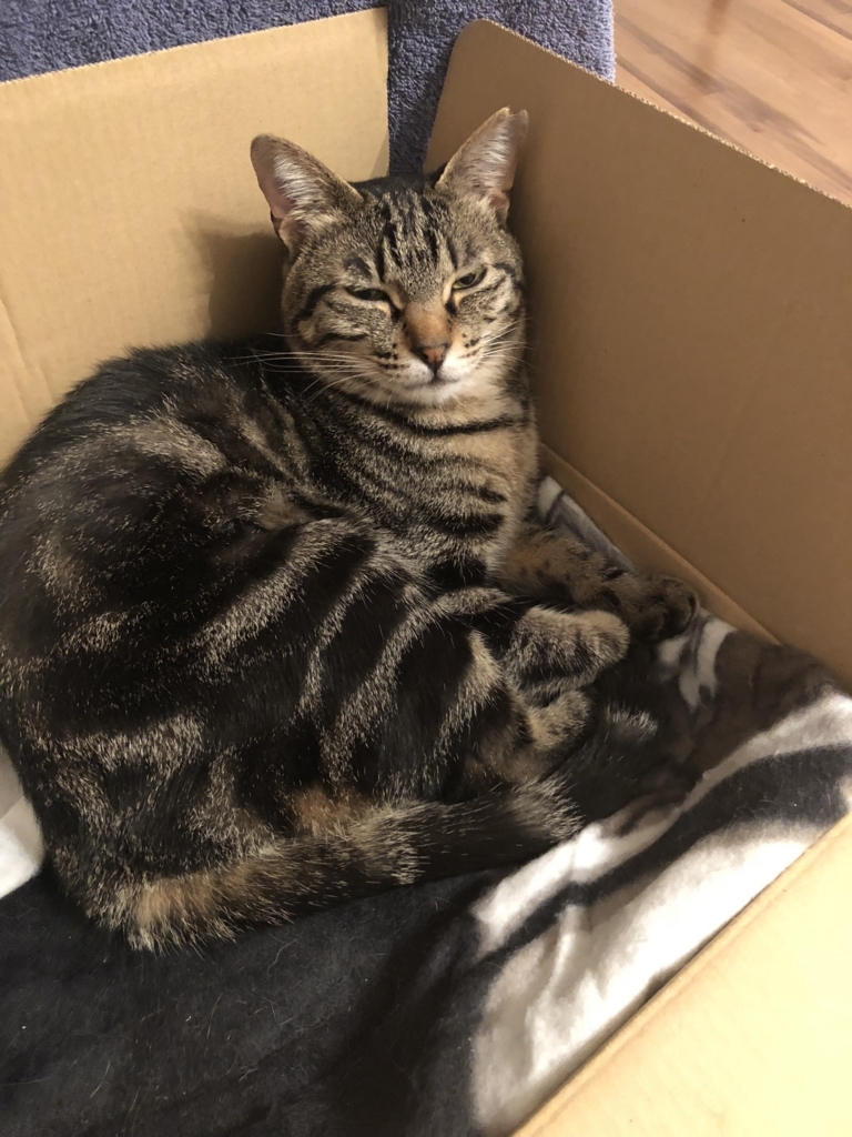 f:id:mackereltabby:20180528224232j:plain f:id:mackereltabby:20180528224232j:plain