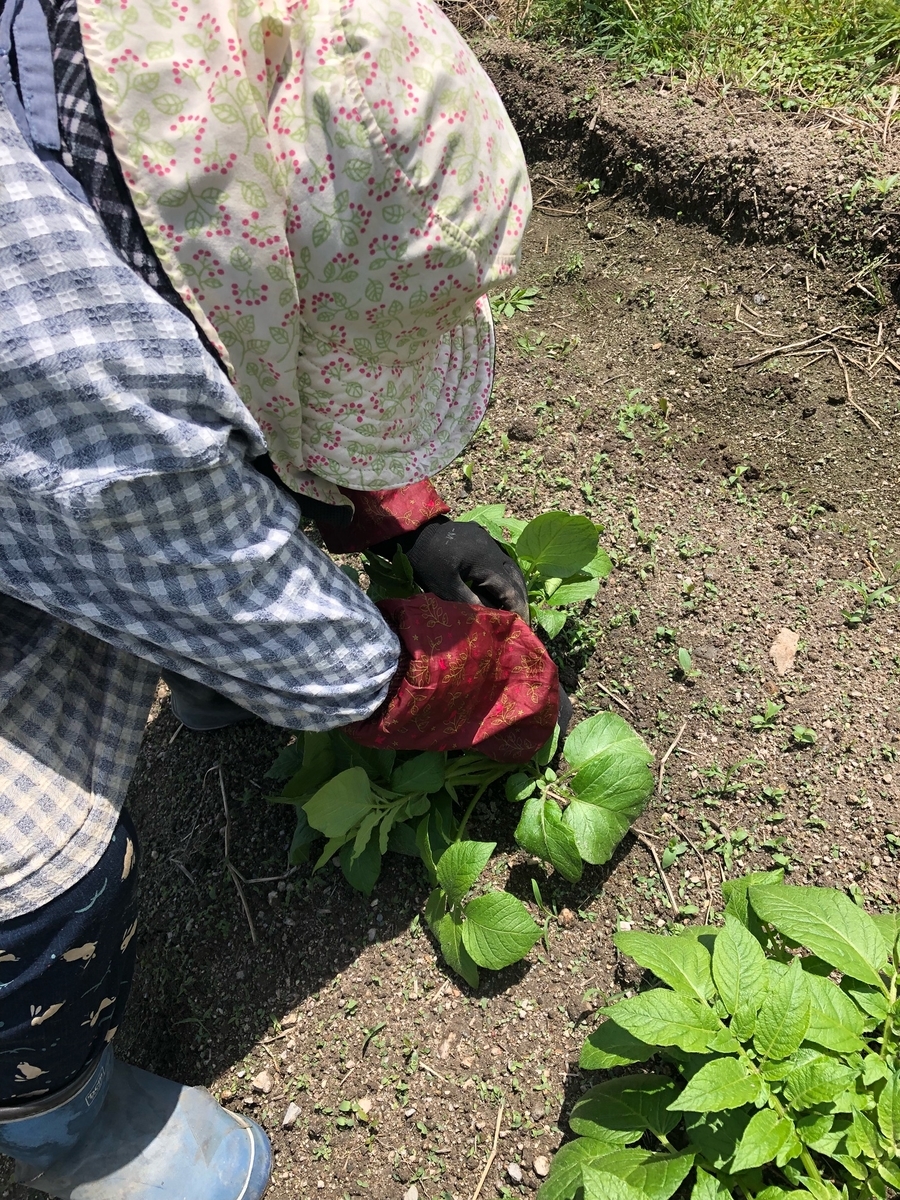 じゃがいもの芽かきと追肥 土寄せ まきちゃんのひとり農業 じゃがいもの芽かきと追肥 土寄せ まきちゃんのひとり農業