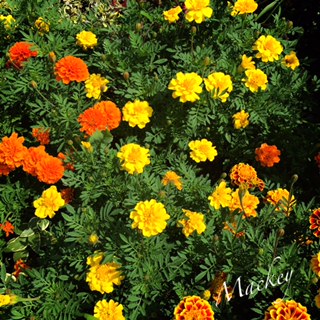f:id:mackeyinterior:20160728212011j:plain f:id:mackeyinterior:20160728212011j:plain